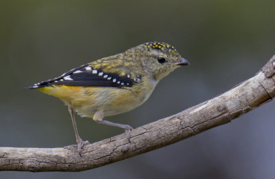 Spotted Pardalote (female)