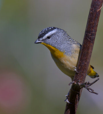 Spotted Pardalote