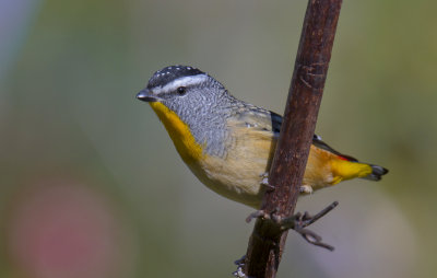 Spotted Pardalote