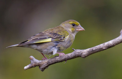 Common Greenfinch