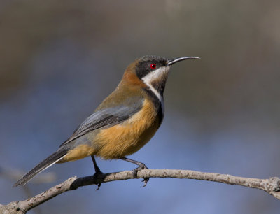 Eastern Spinebill