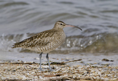 Whimbrel
