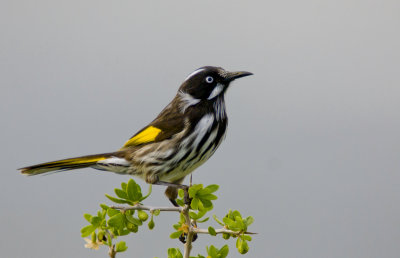 New Holland Honeyeater