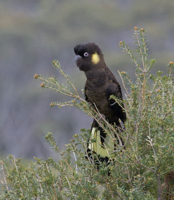 Yellow-tailed Black Cockatoo (ad. male)