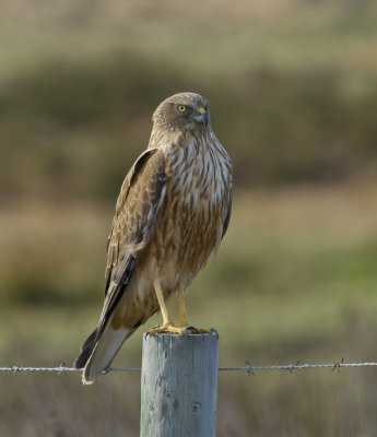 Swamp Harrier