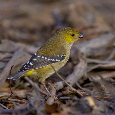 Forty-spotted Pardalote (aee also endemics)