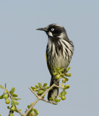 New Holland Honeyeater