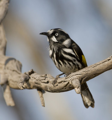 New Holland Honeyeater