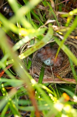 Red-Winged Blackbird nest from three feet up