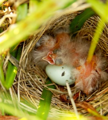 Red-Winged Blackbird nestlings