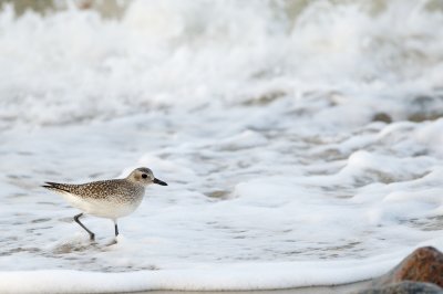 Black-Bellied Plover