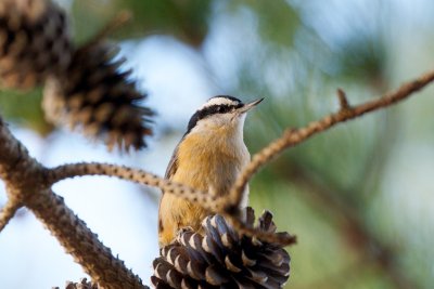 Red-Breasted Nuthatch