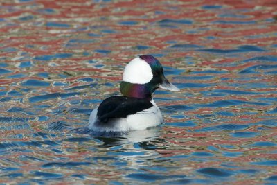 Bufflehead male relaxed