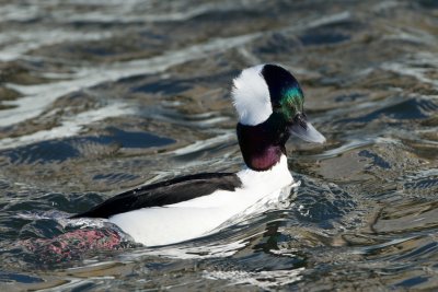 Bufflehead male with fluffed-up crown