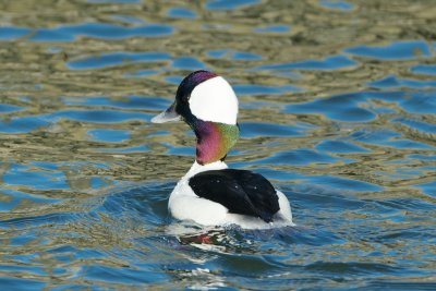 iridescent Bufflehead male on alert