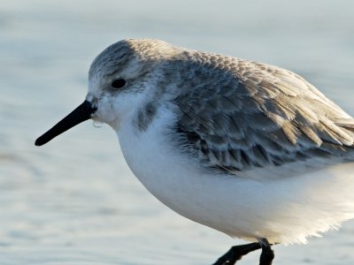 icy Sanderling