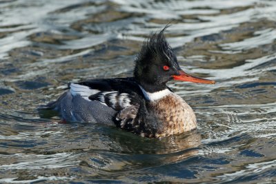 Red-Breasted Merganser male