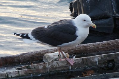 Great Black-Backed Gull banded on Appledore Island 11-Jul-2006