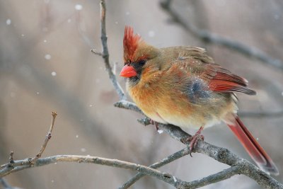 snowy female Northern Cardinal on lilac branch