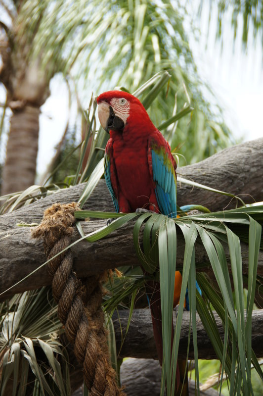 Busch Gardens