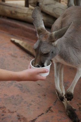 Busch Gardens