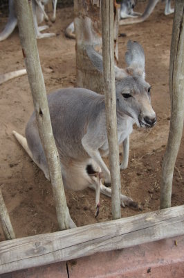 Busch Gardens