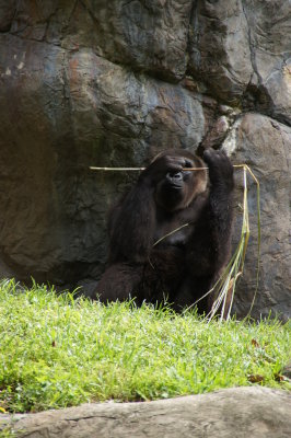 Busch Gardens