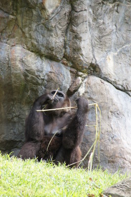 Busch Gardens