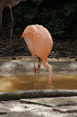 Busch Gardens