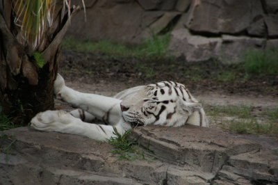 Busch Gardens