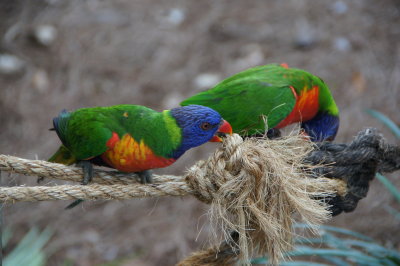 Busch Gardens