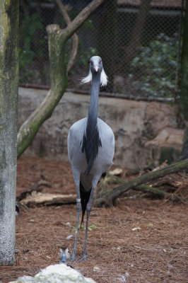 Busch Gardens