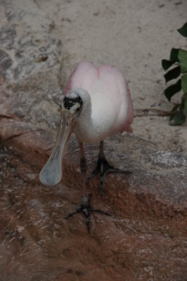 Busch Gardens