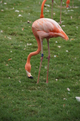 Busch Gardens