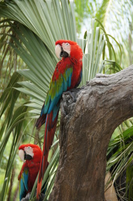 Busch Gardens