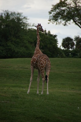 Busch Gardens