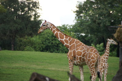 Busch Gardens