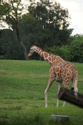 Busch Gardens