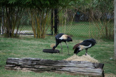 Busch Gardens