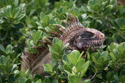 2011 Caribbean Cruise