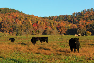 Early morning grazing