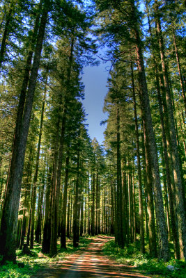 Kalmiopsis Wilderness