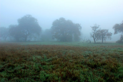 Foggy morning on the Santa Rosa Plateau