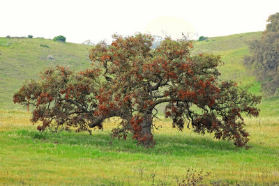 California Native Oak