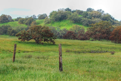 California Oaks and fence posts