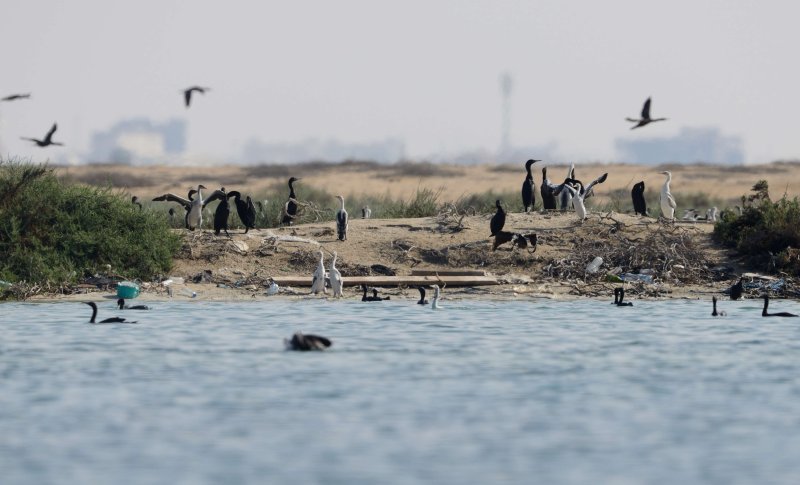 2. Socotra Cormorant - Phalacrocorax nigrogularis