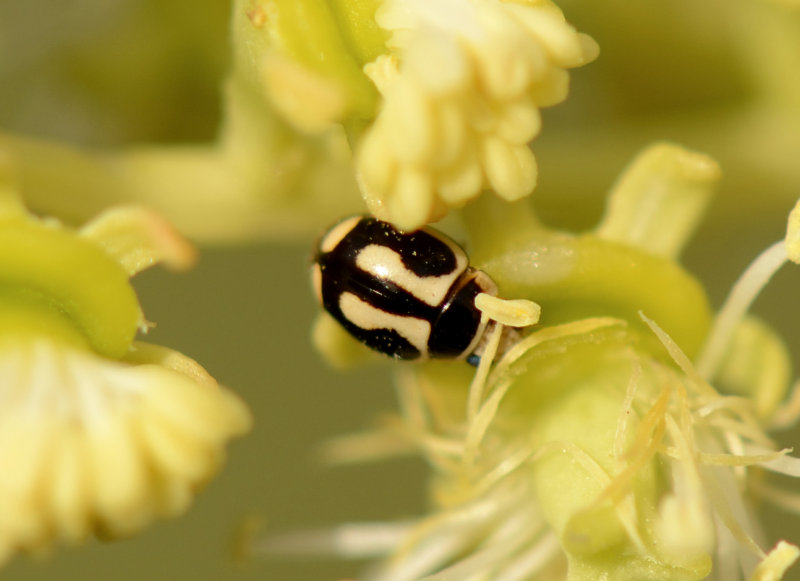 4. Hyperaspis vinciguerrae (Capra, 1929)