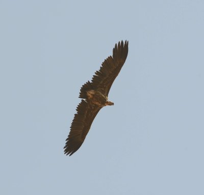 4. Lappet-faced Vulture - Aegypius tracheliotos