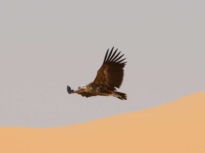 4. Lappet-faced Vulture - Aegypius tracheliotos