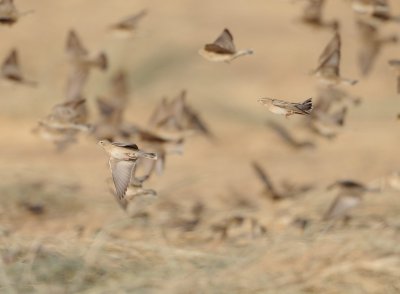 3. Pale Rockfinch - Carpospiza brachydactyla